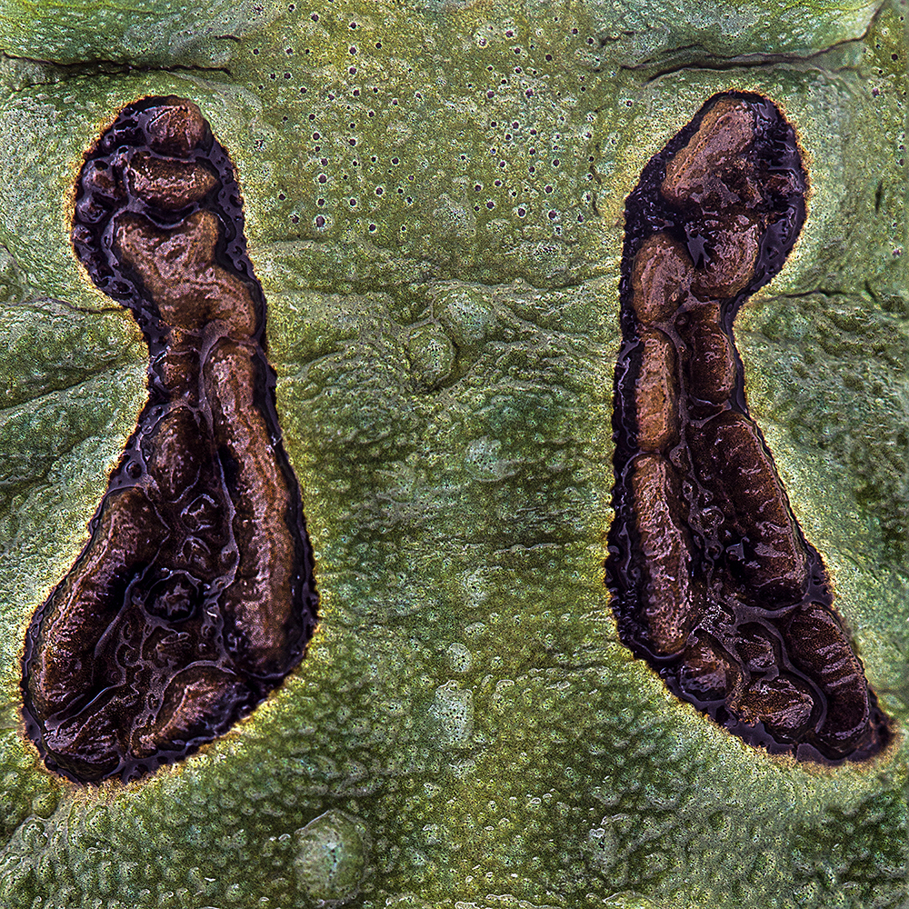 fine art abstract abstraction Macro Photography close ups amphibians skin