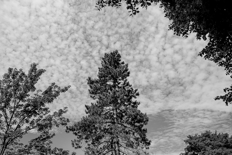 Nature black White clouds SKY trees Landscape