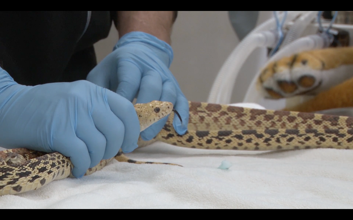 Documentary  zoo monkey observational documentary snake vet animal health center animals animal