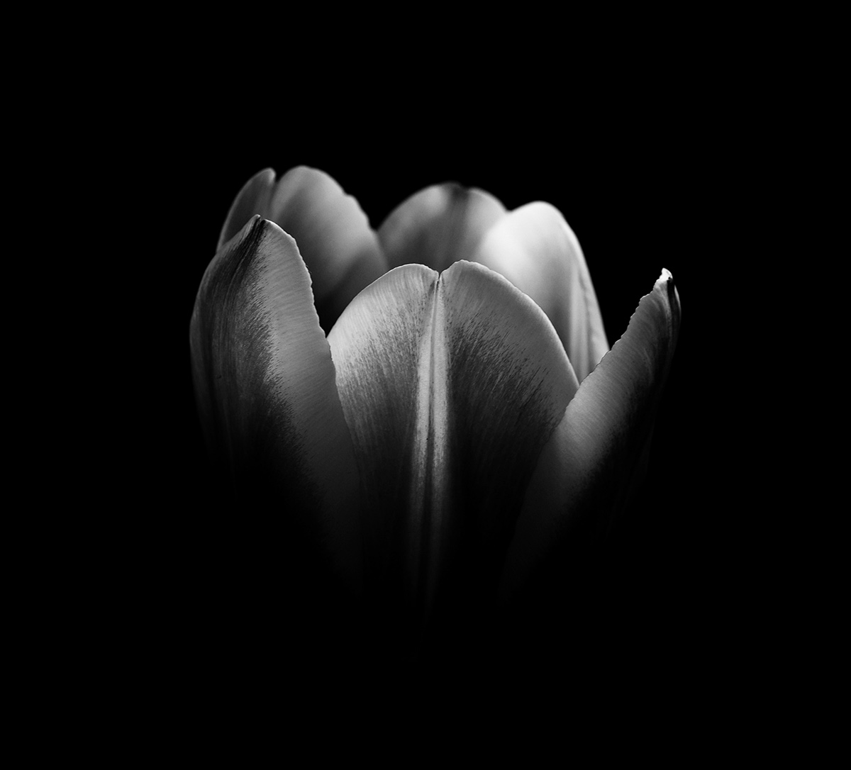 tulip flower Nature bw blackandwhite macro black White