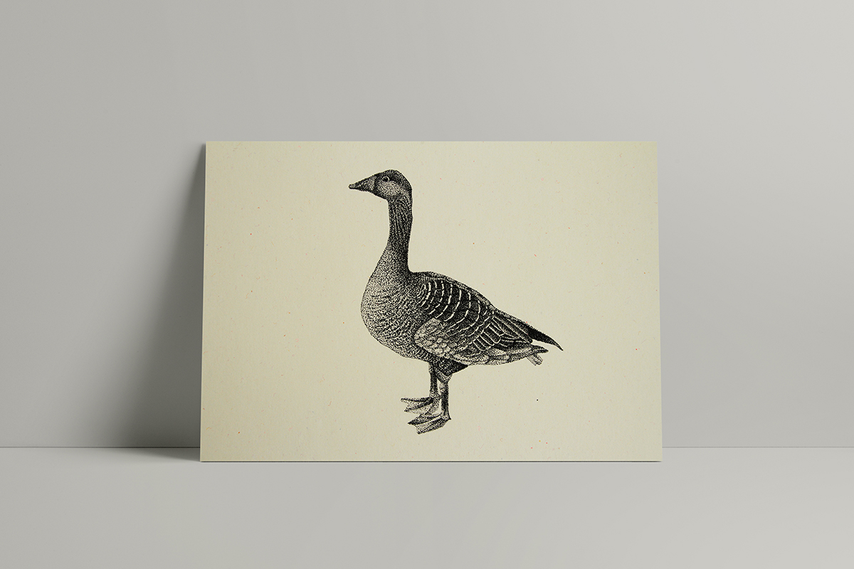 Drawing  birds Rooster Goose pheasant Turkey duck ILLUSTRATION  poster Interior