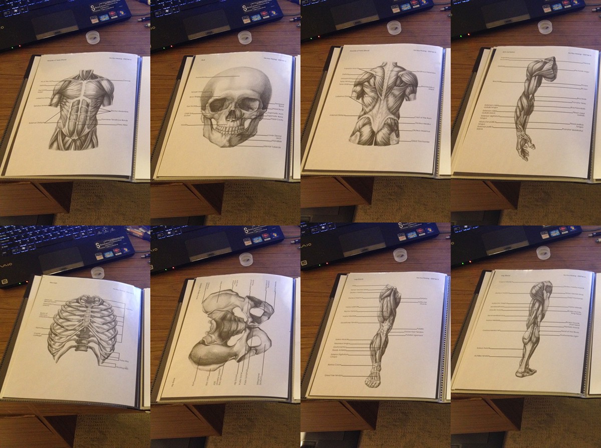 splendidriver hahuyhoang ha huy hoang anatomy anatomy drawings skull bones muscles study Education