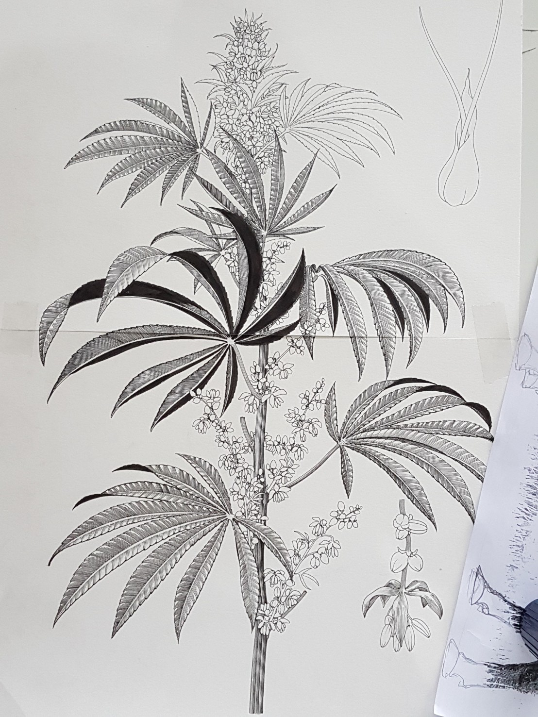 cannabis botany draw ILLUSTRATION  sativa Herb engraving vintage