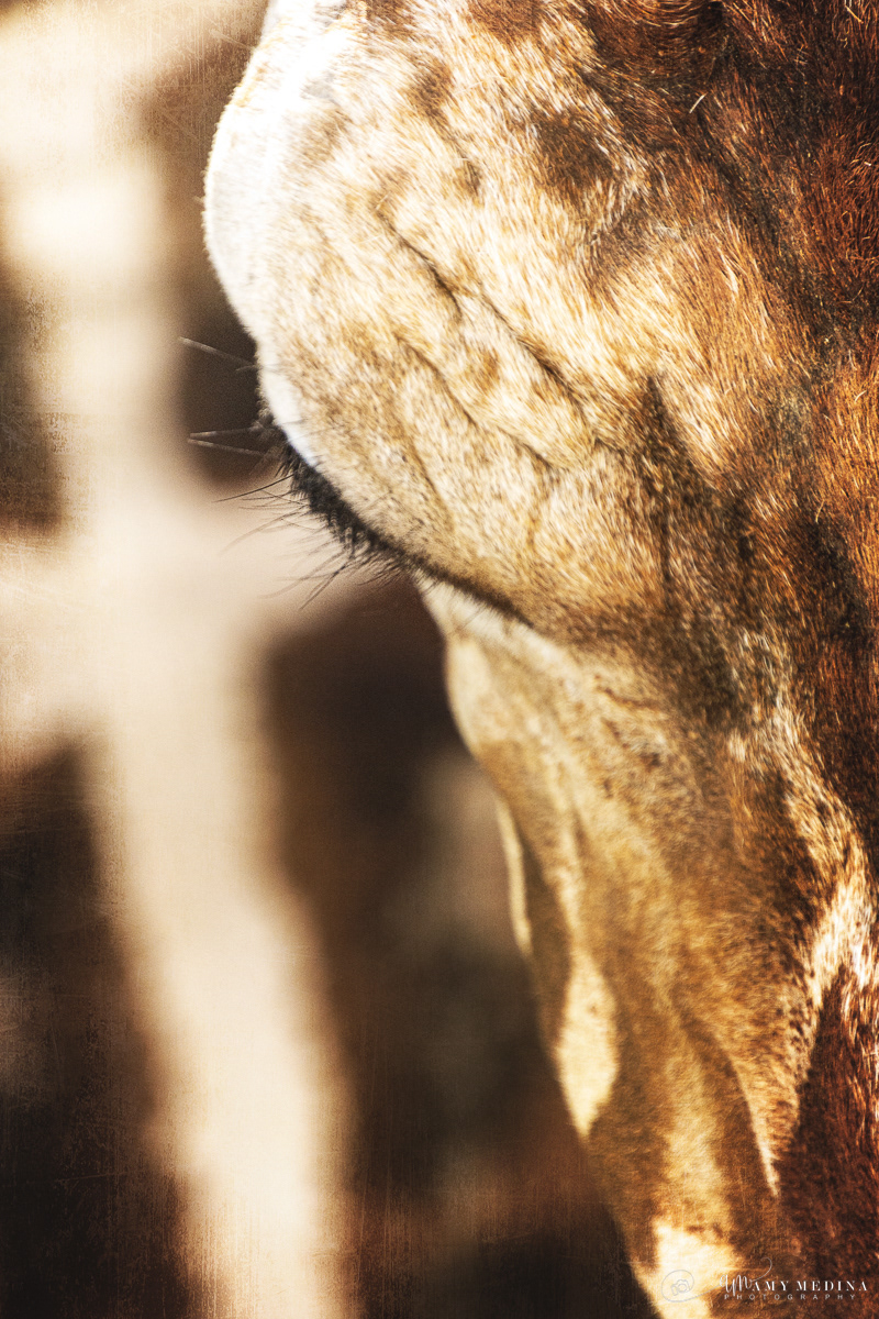 animal animal sanctuary Cat EMU giraffe Lions Photography  photoshop texture wildlife art