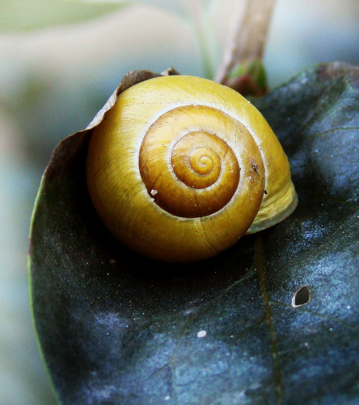 photo snails
