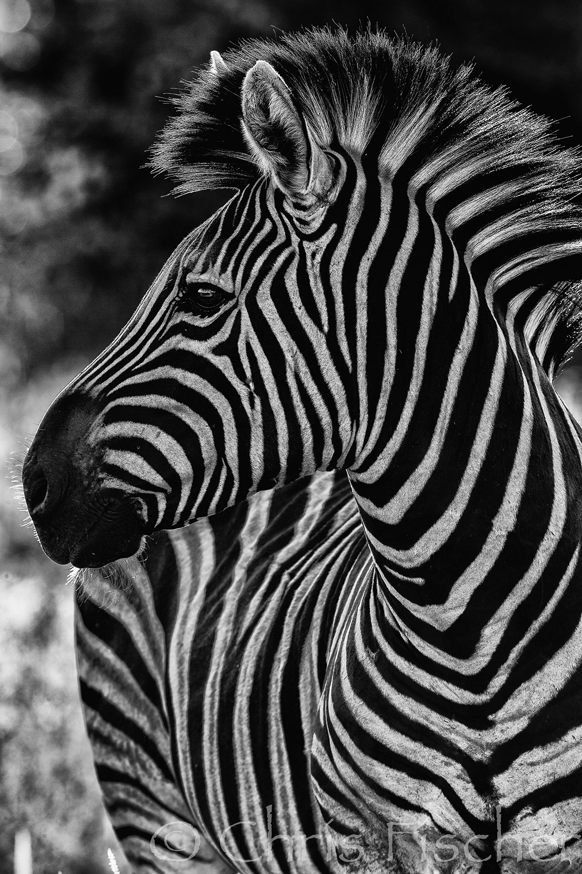 jackel Nature Travel photo art zebra cape buffalo africa Botswana south africa safari