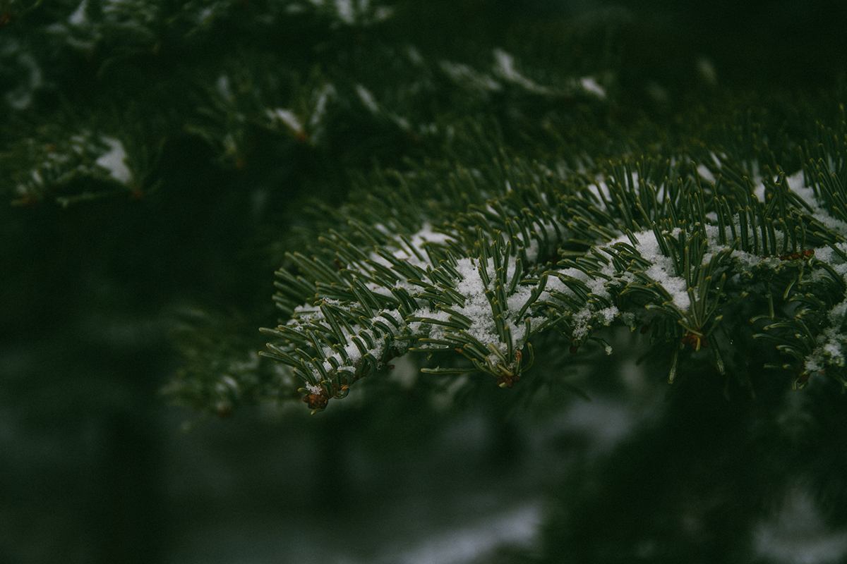 redding California northern california norcal vscocam vsco lightroom snow pine pine trees Mount Shasta December