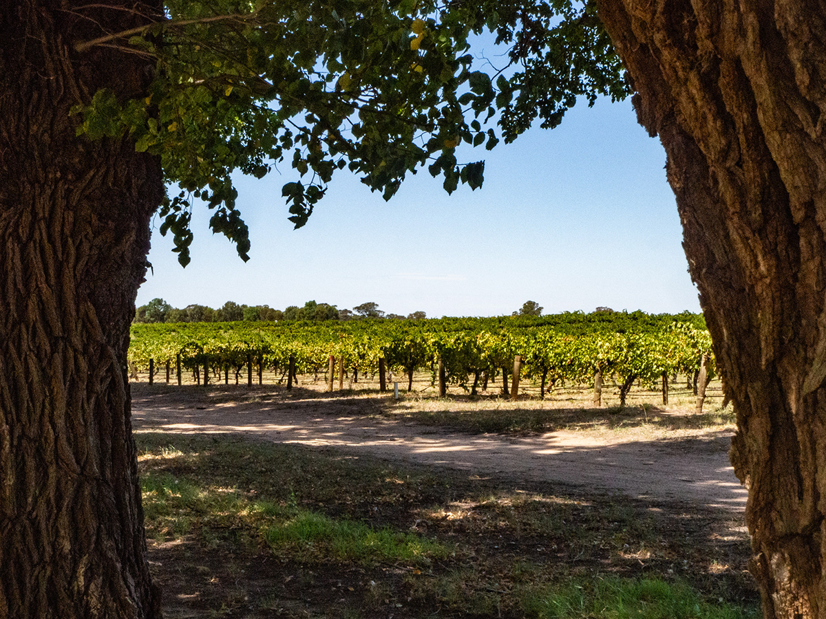 winery Outdoor Tree  vines barrel