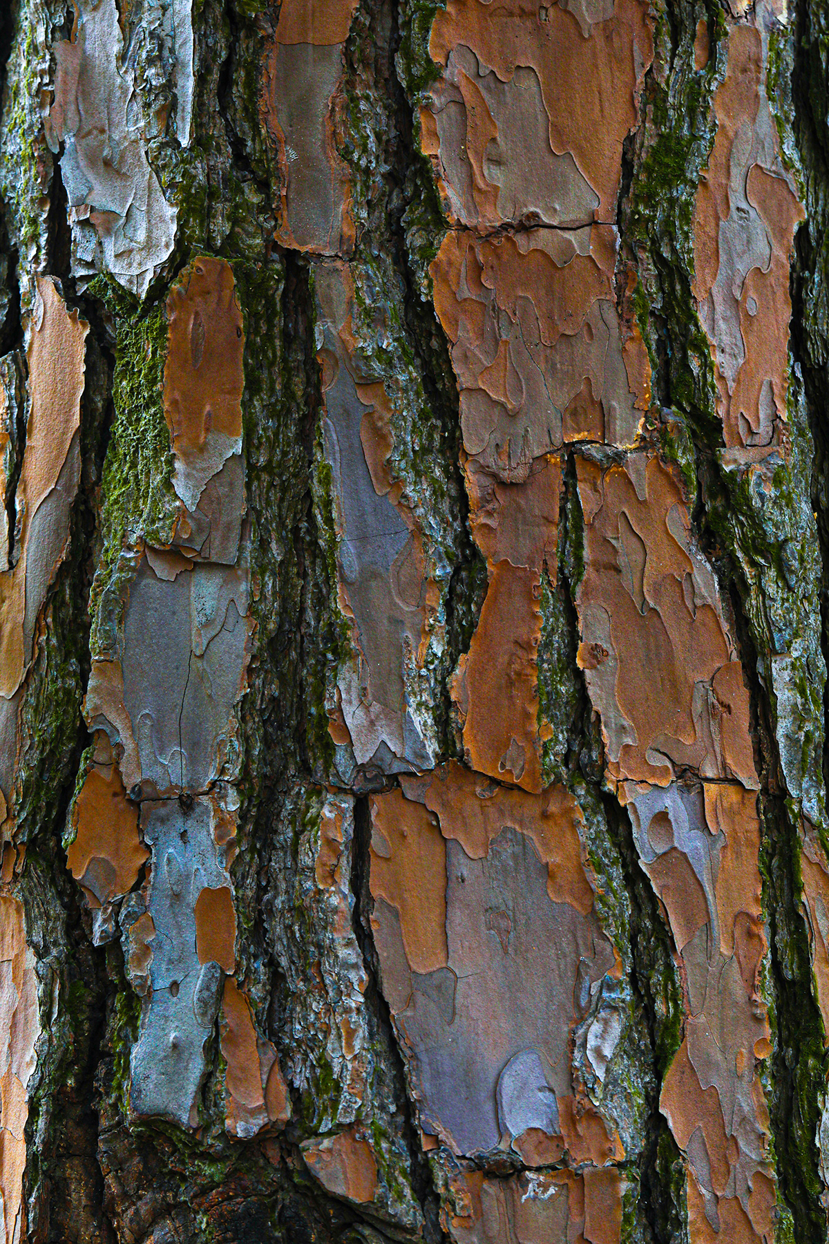 abstract Nature texture pattern Tree  tree trunk Macro Photography tree bark wood