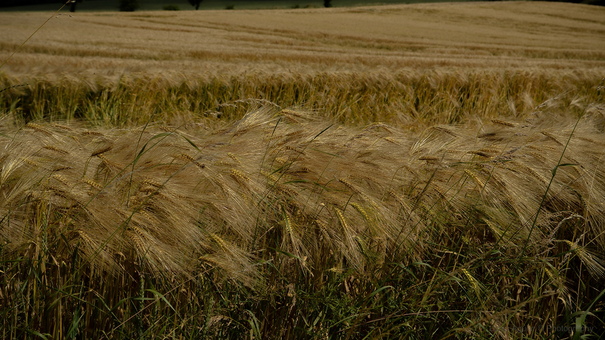 wheat grain flour bread crops farmland wind Nature purity blessing