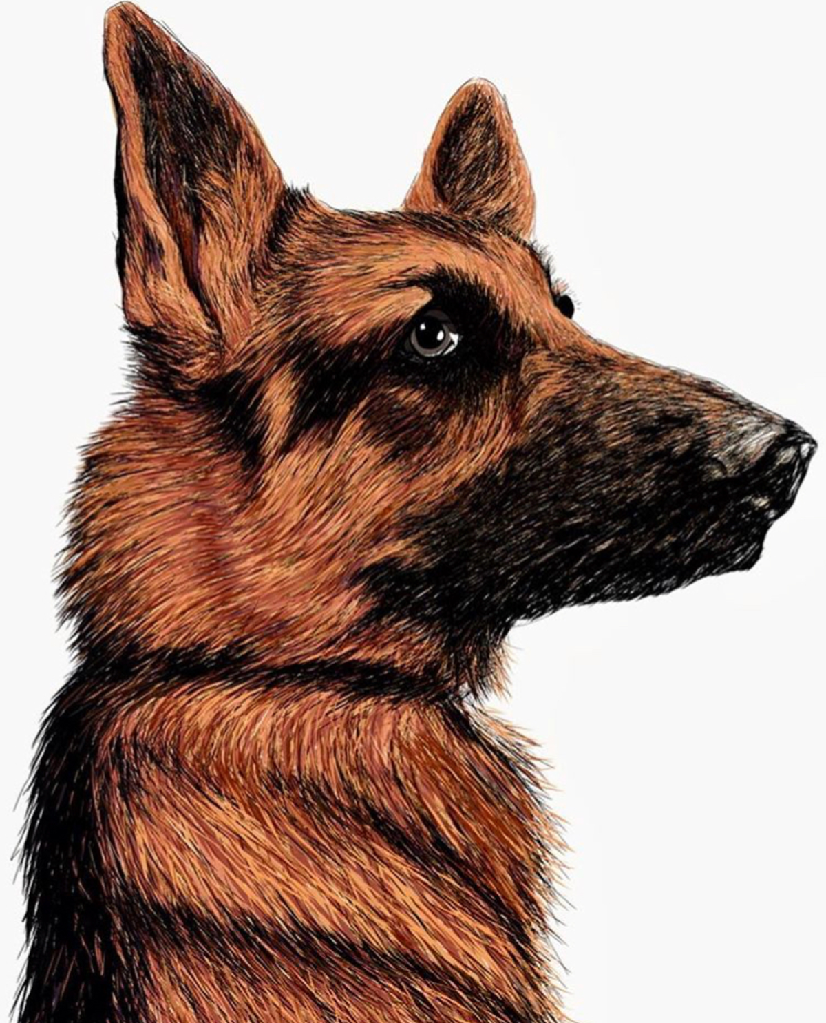 german shepherd dog ILLUSTRATION  Dog show Pet animal portrait sketch Drawing 