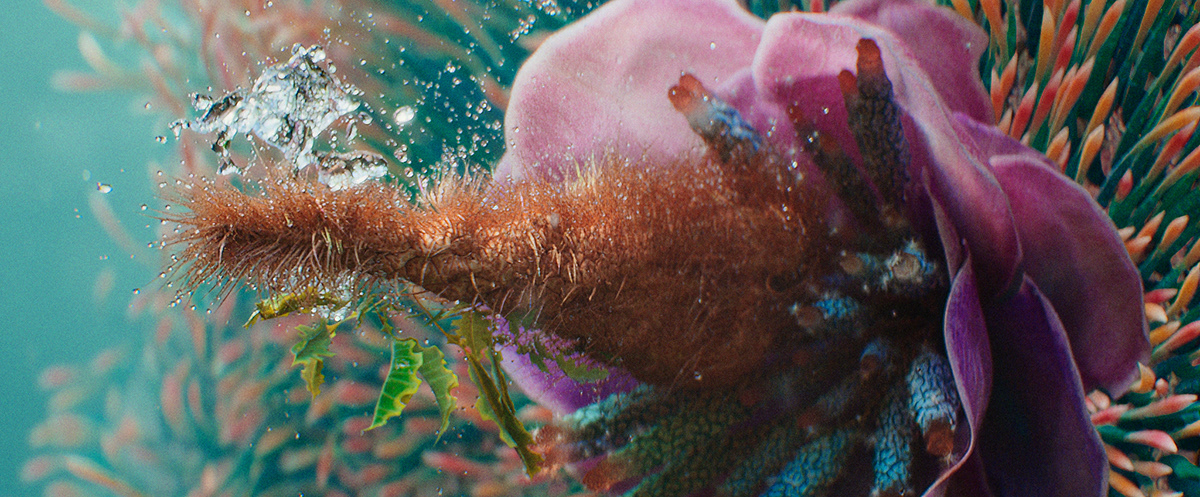3D animation  CGI flower instaart life Nature Ocean water