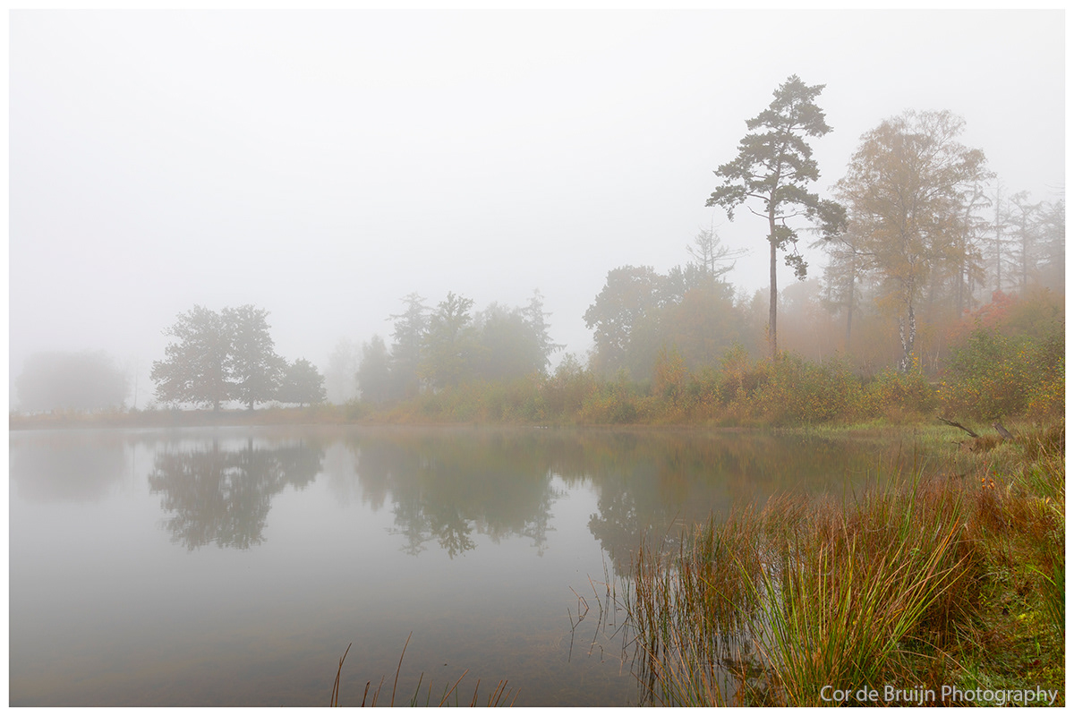 forest trees Nature Landscape Mushrooms autumn mist MORNING fog funghi