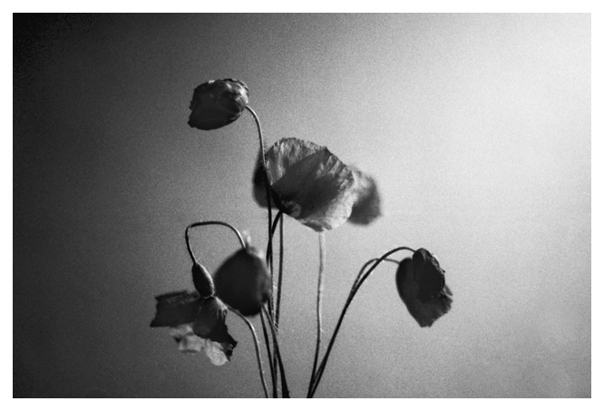 black and white noir et blanc analogic argentique Photographie
