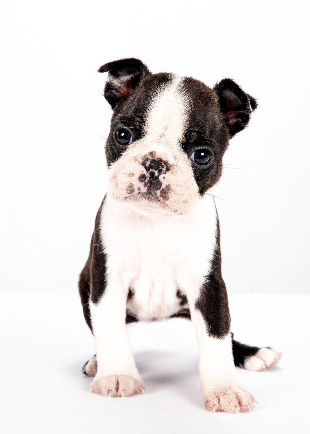 boston terrier puppy on white background