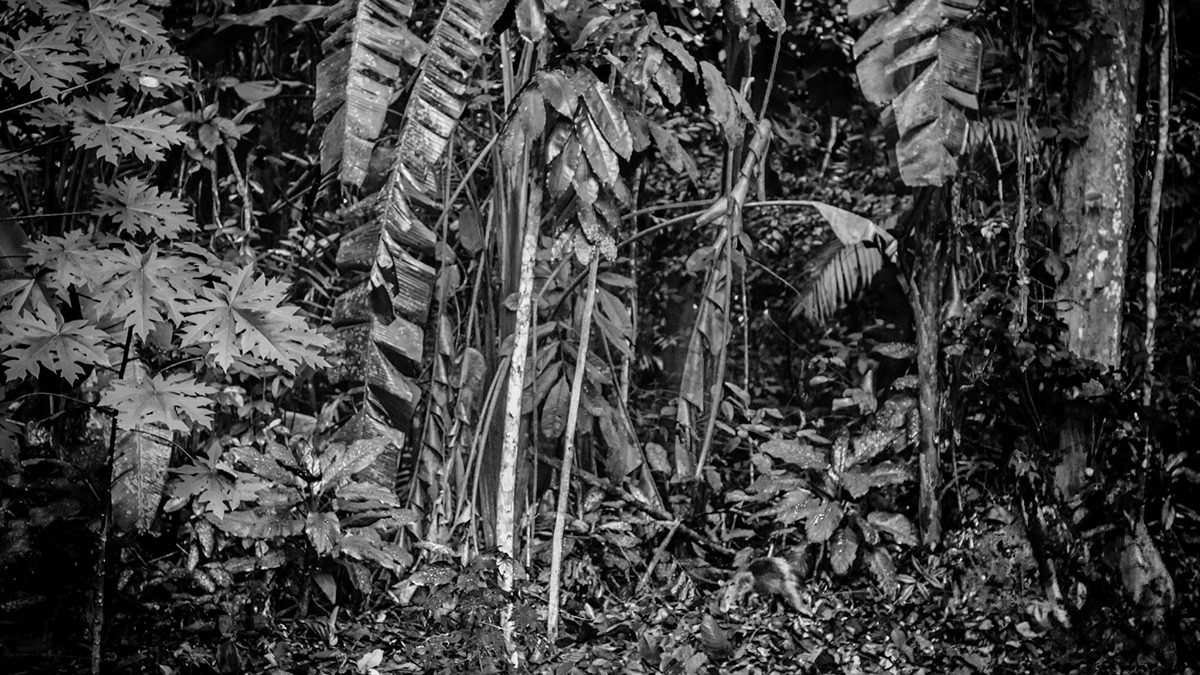 Amazon rainforest forest indigenous animals Brazil Brasil amazonia floresta tribo manaus vegetation Nature green