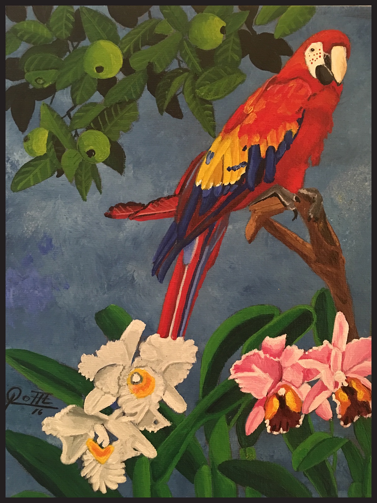CATTLAYAS red macaw rain forest
