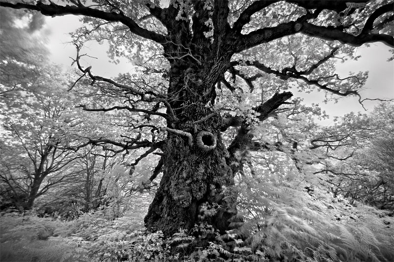 Portraits of Trees infrared IR black and white
