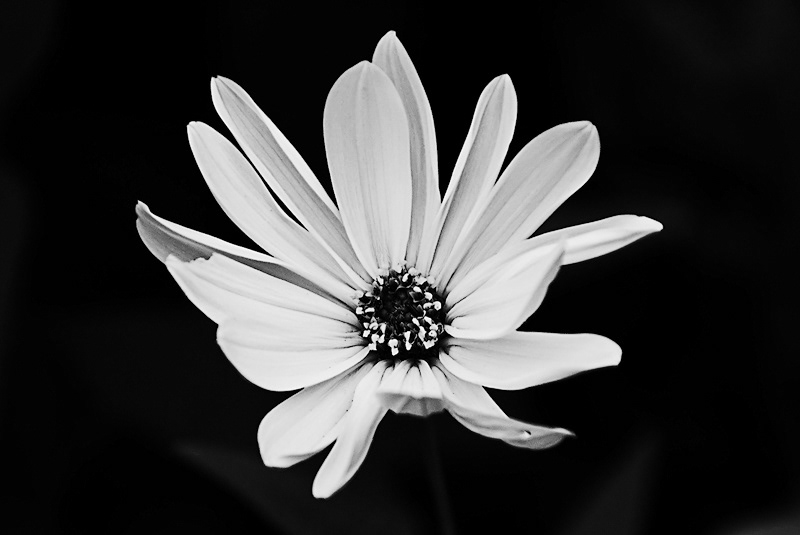 black and white  Photography  professional photography  animals  flowers   people   portraits