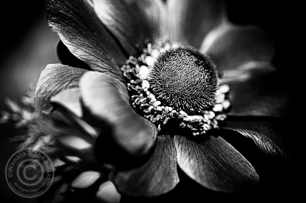 fine art  nature black and white  monochrome botanical  flowers 