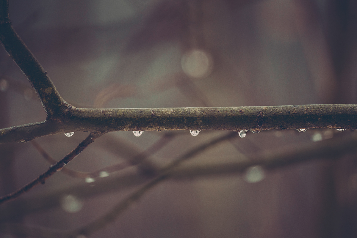 drops twigs branches rain forest Espoo finland