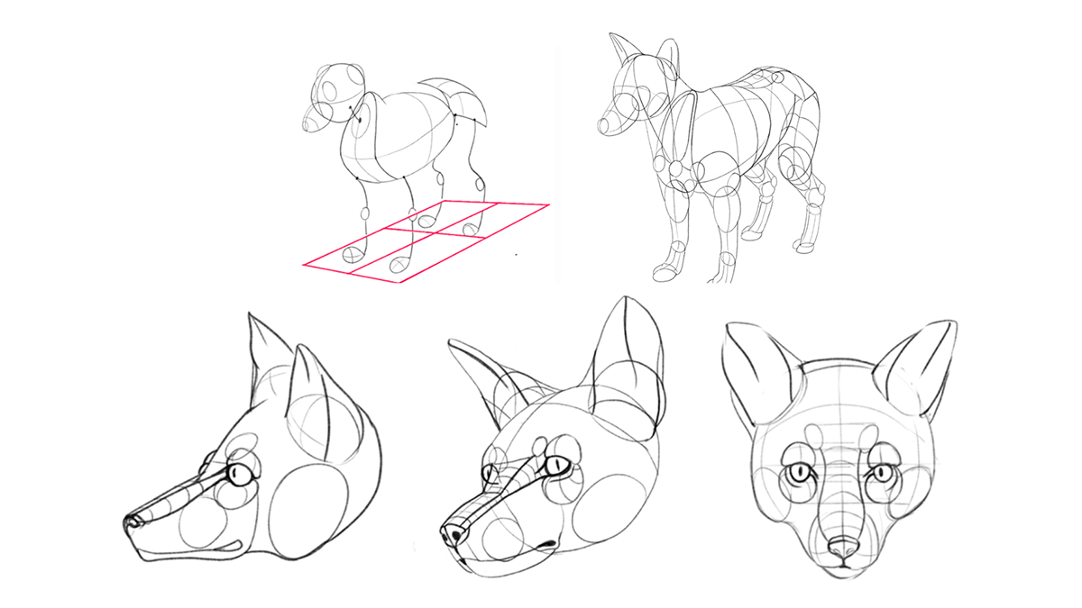 cartoon animal anatomy 2D Animation frame by frame Character design  concept art Nature FOX frame by frame animation
