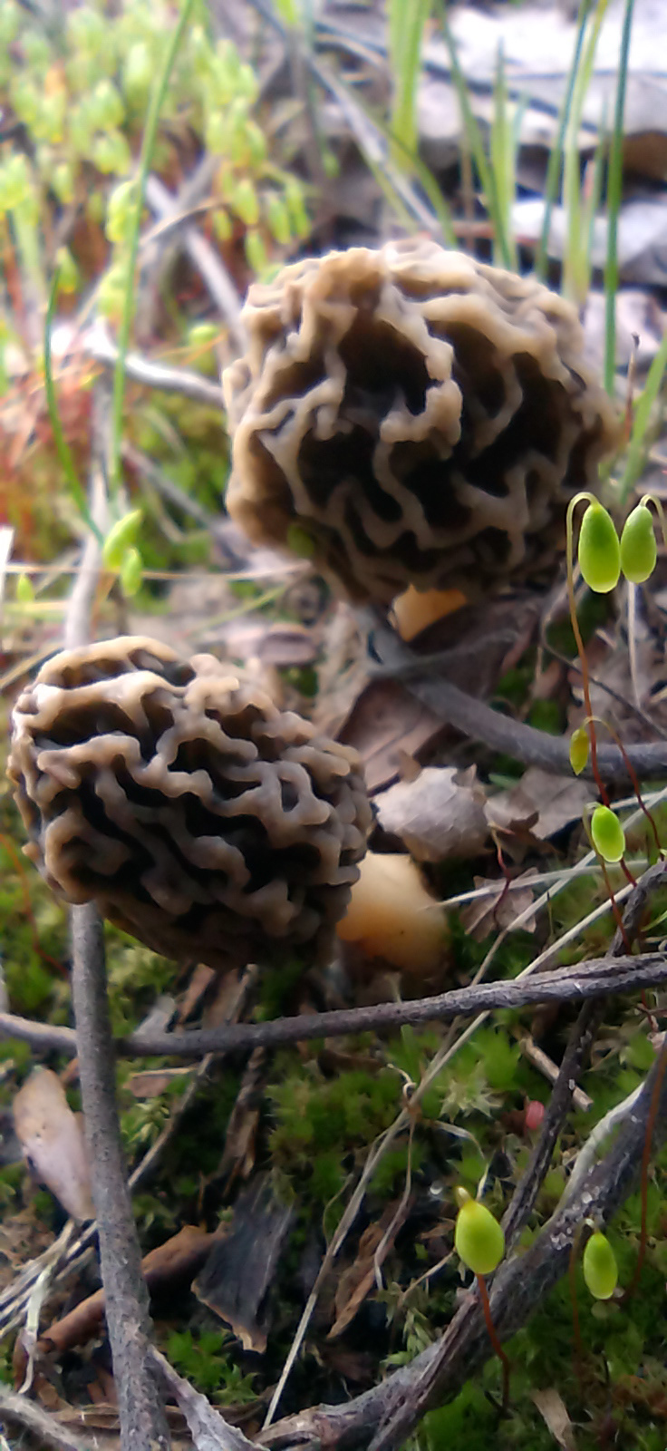 #nature#morel#mushrooms