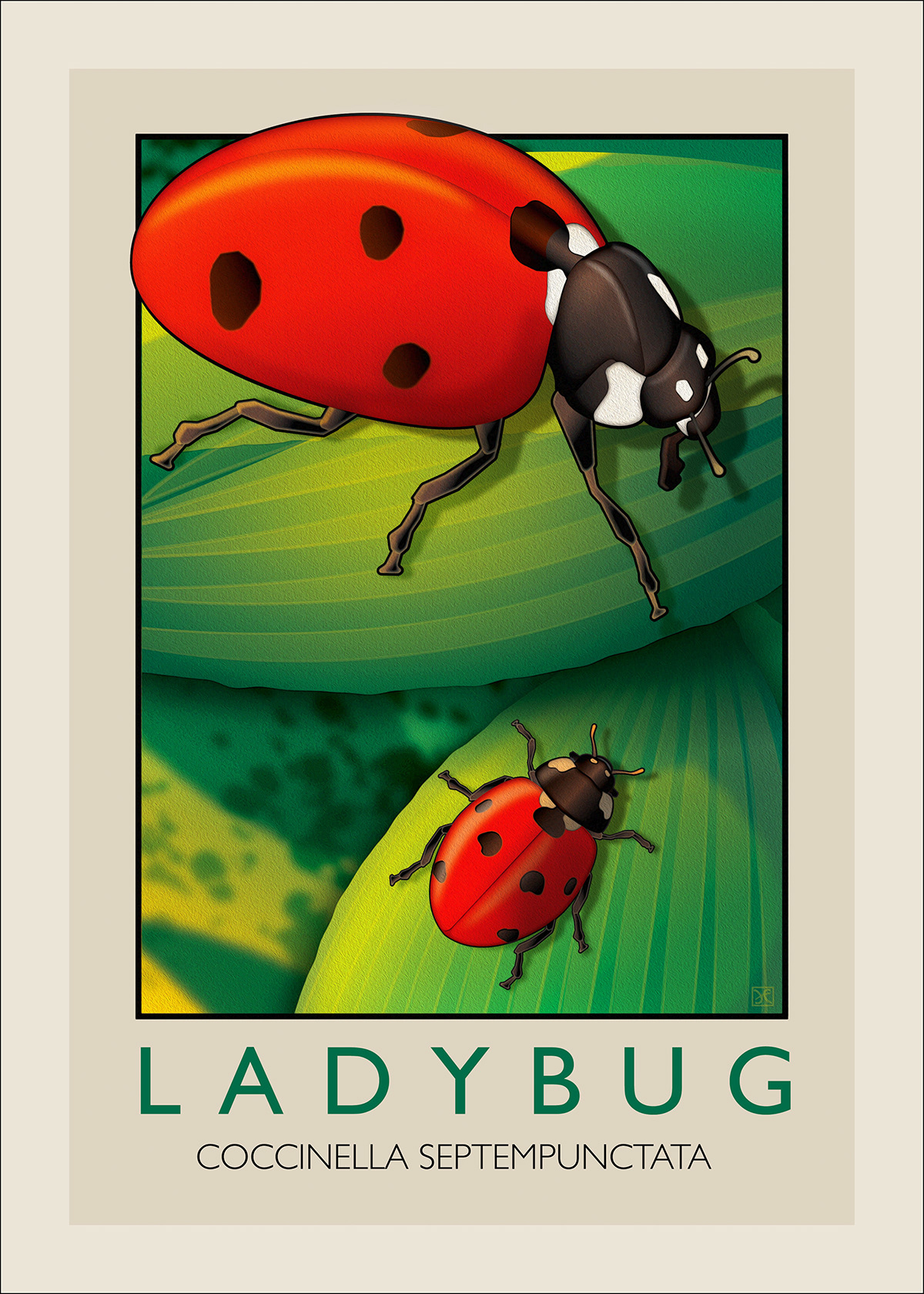 ladybug illustration Digital Art  ILLUSTRATION  ladybug insect Nature adobe illustrator