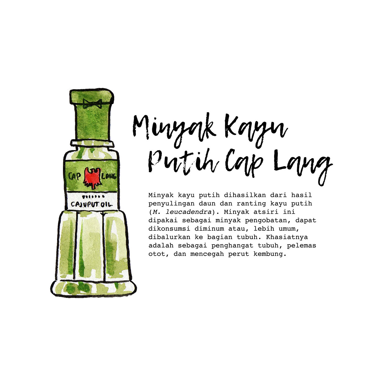 indonesia tolak angin brand Indonesian kratingdaeng   Cat air watercolor watercolour jamu traditional