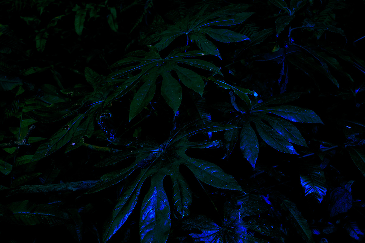 landscapes Nature neon jungle forest trees wild sci-fi Scifi bali
