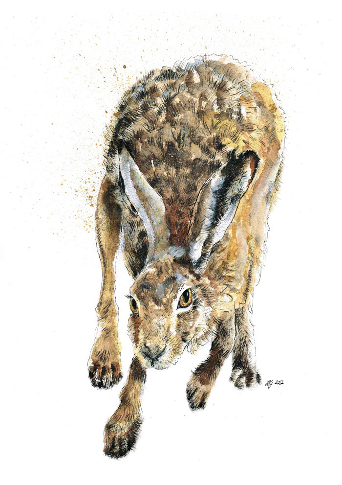 animal  nature art wildlife ink watercolour jina gelder hares foxes british
