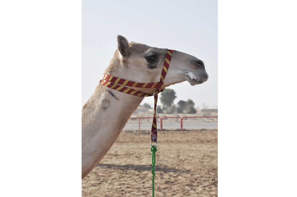 Camel Racing dubai desert robots