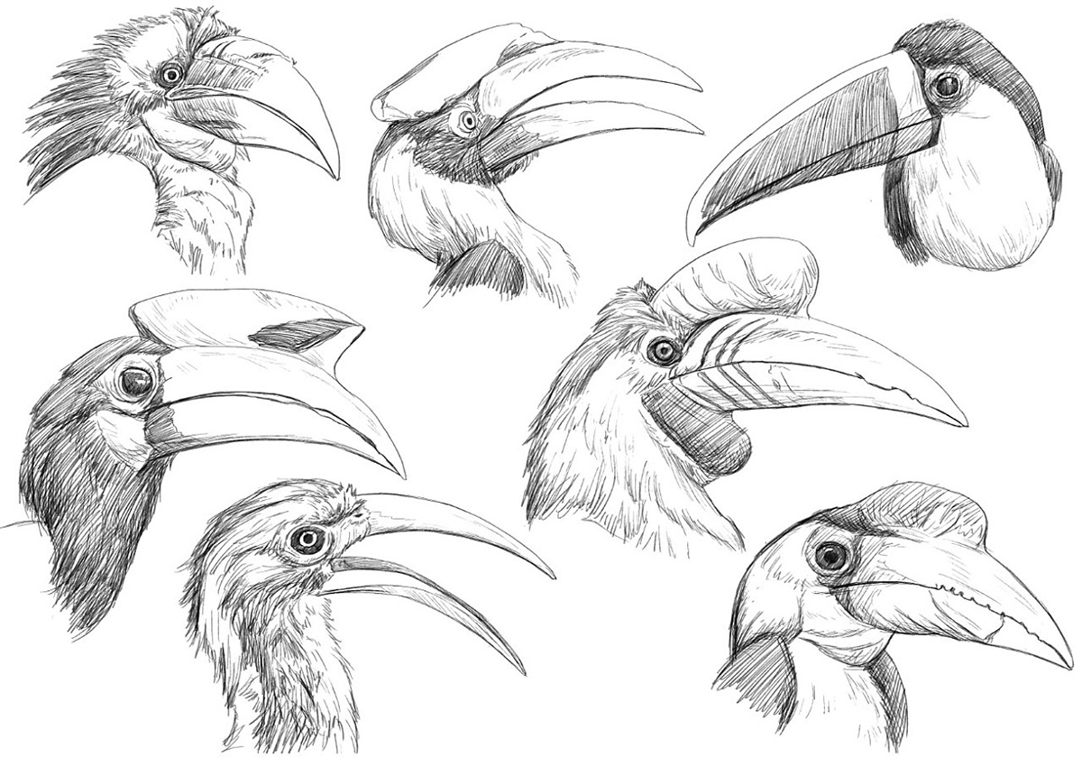 1,373 Hornbill Drawing Images, Stock Photos, 3D objects, & Vectors |  Shutterstock