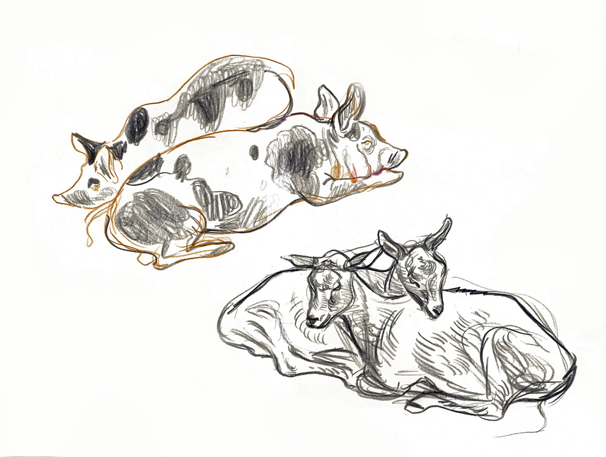 animalista sketch animal sheep horse dog pig goat farm sketchbook