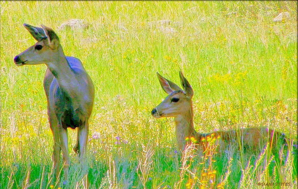 deer doe fawn mule deer yellow mountain SKY Nature wilderness wild animal