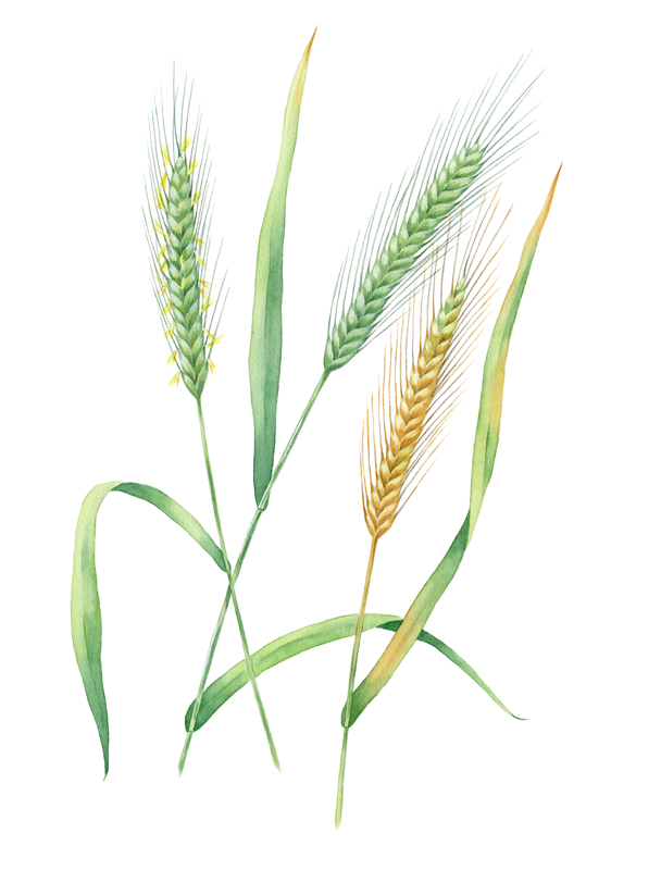 watercolor ILLUSTRATION  botanical Herb grass herbage botanical illustration Drawing  Rice rye