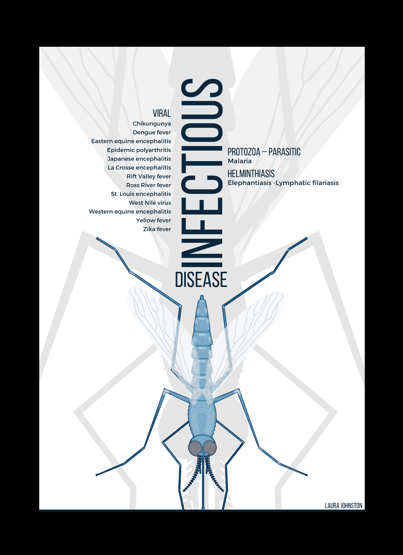 mosquito infectious disease science vector Parasitology Disease Viral aedes aegypti