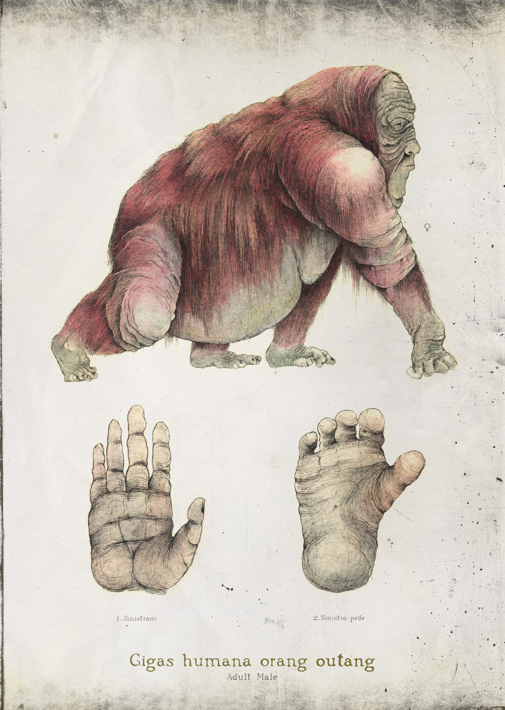 intaglio animals monkeys watercolor digital book illustration scientific illustration Drawing  fantasy inks
