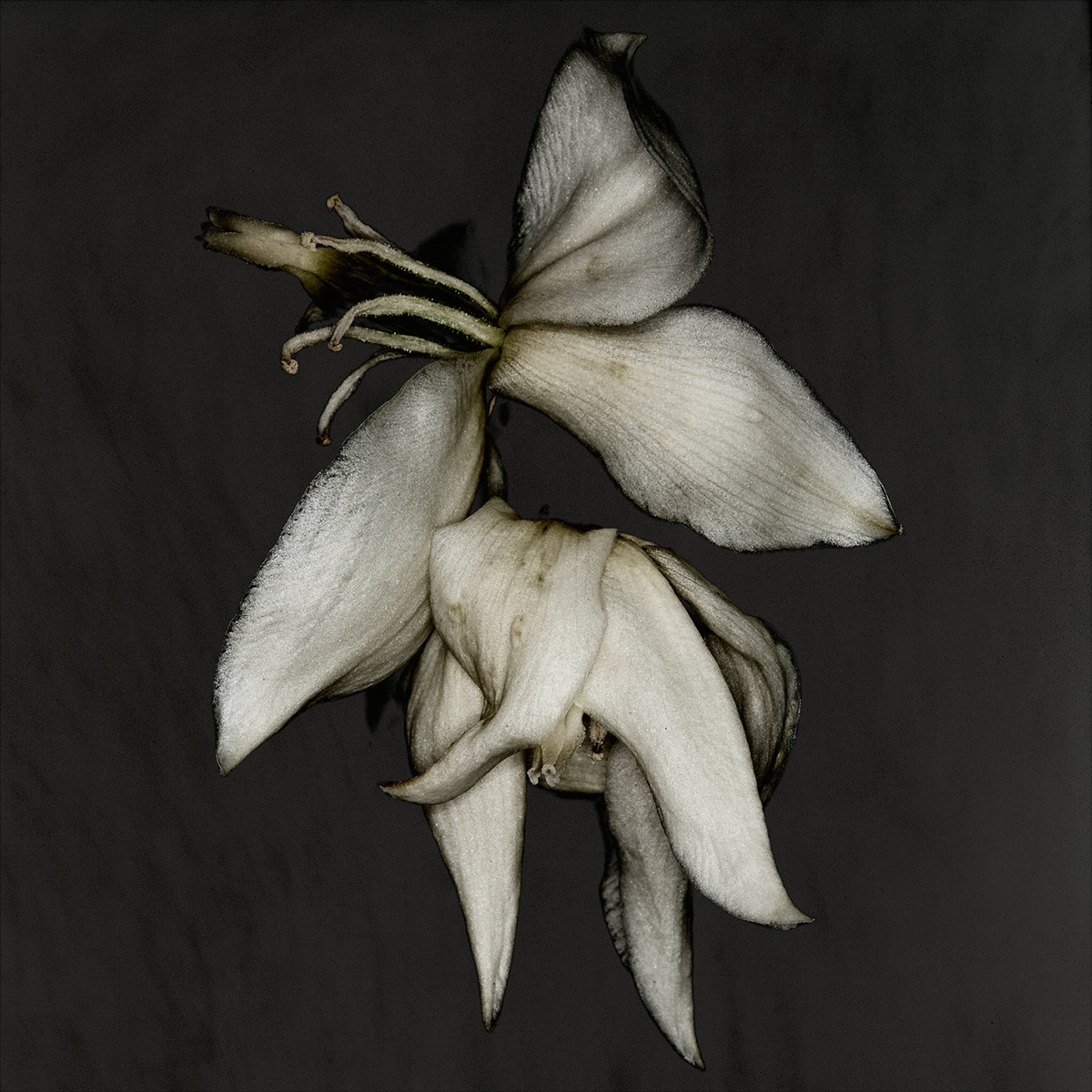 lily waterlily studio flower bloom macro carstenwitte gold