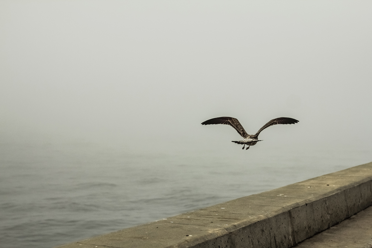fog  lighthouse  fishing seagull porto Portugal alvaromartino nevoeiro