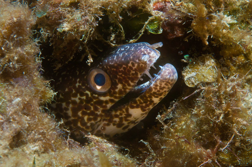 underwater Caribbean marine life marine ecology marine biology UNDERWATER PHOTOGRAPHY