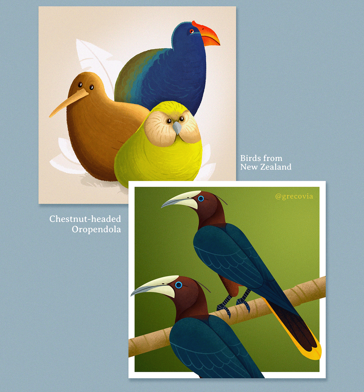 animal illustration ILLUSTRATION  Bird Illustration bird animal art nature illustration Vector Illustration vulture toucan Cara Cara