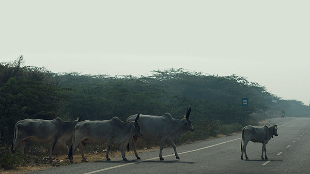 Delhi Driving Cattle sights roadside roads India