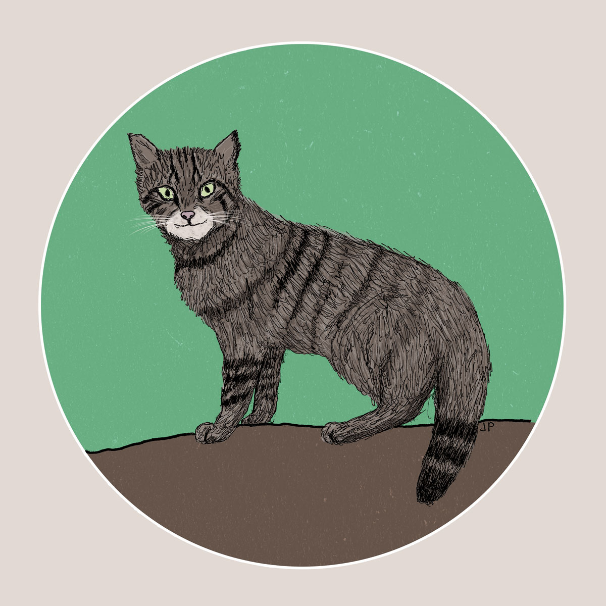 ILLUSTRATION  Cat scottish wildcat endangered animal britain scotland