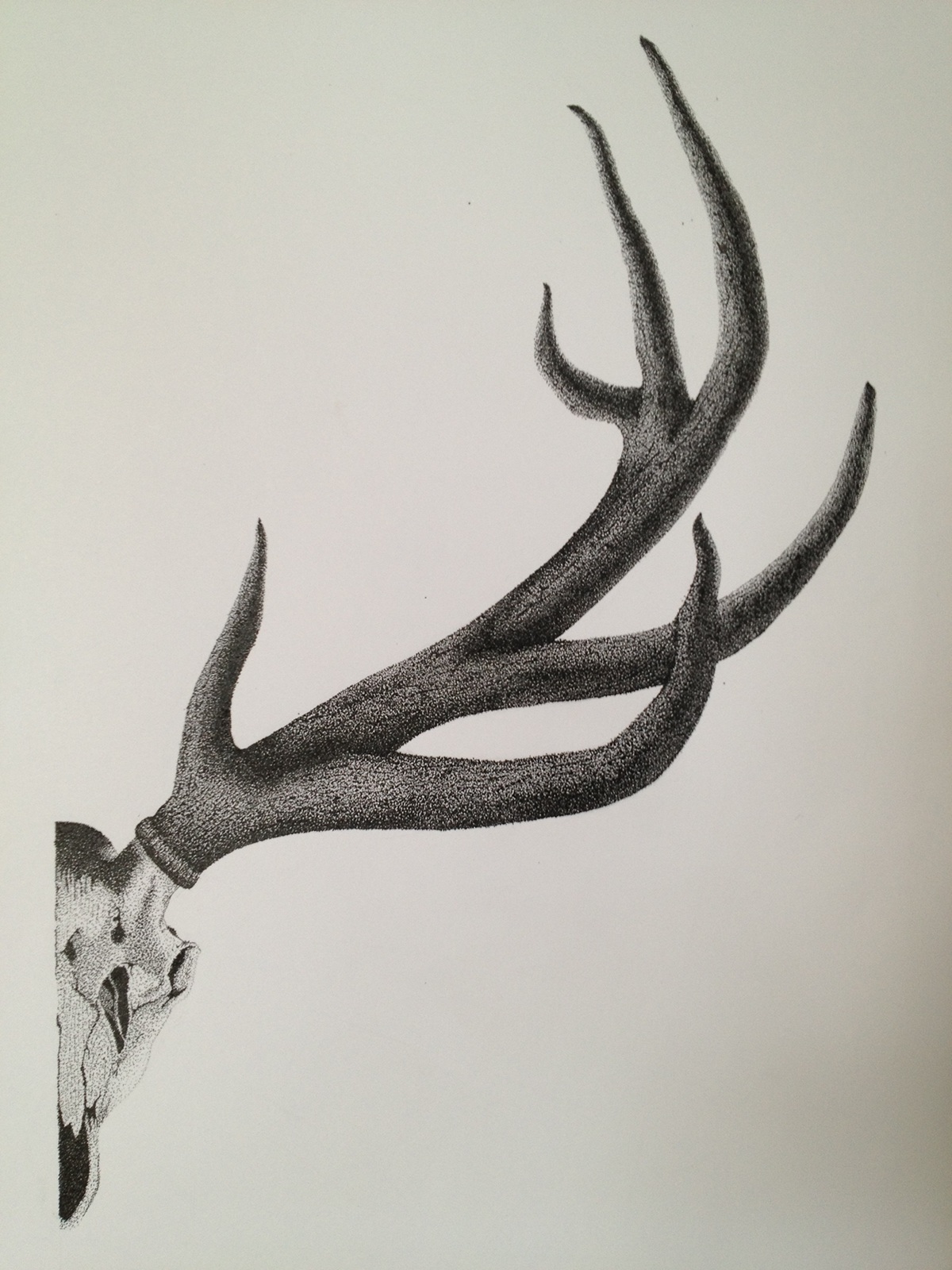 pen and ink Pointillism experiment find your style black and white deer stag tone rendering