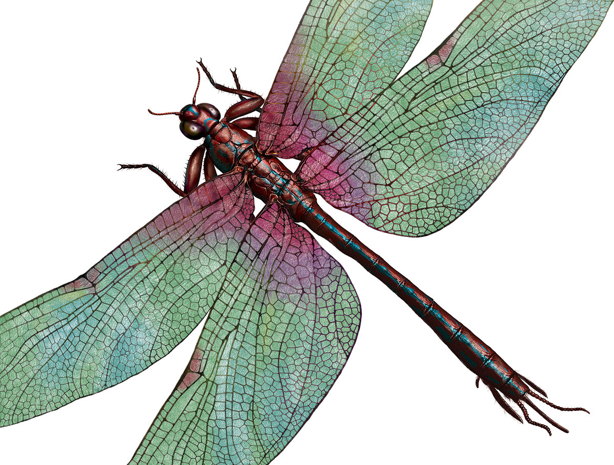 dragonfly Ancient paleo paleontology magazine Meganeura