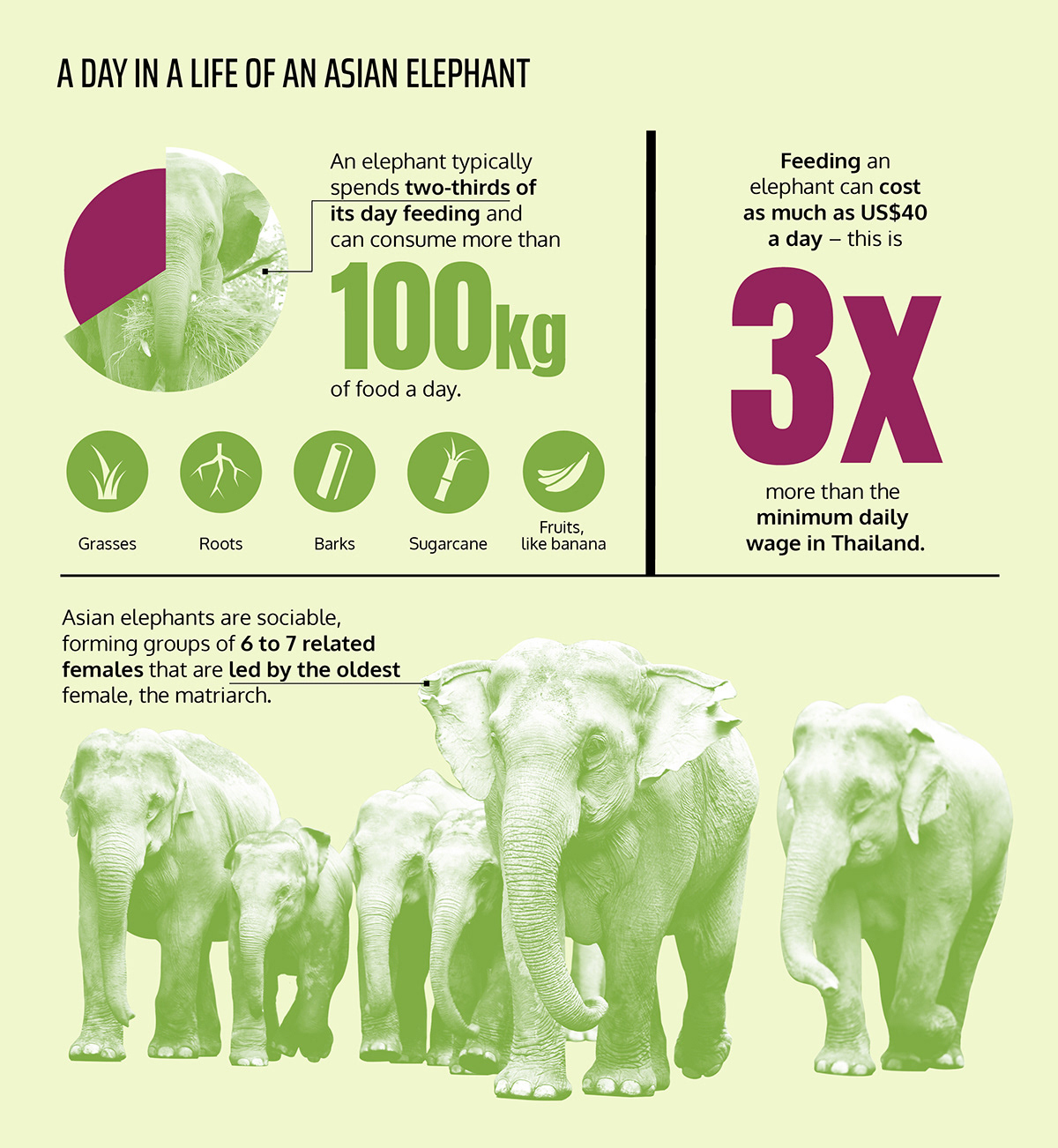 elephant graphic design  infográfico infographic preservation Webdesign wild life