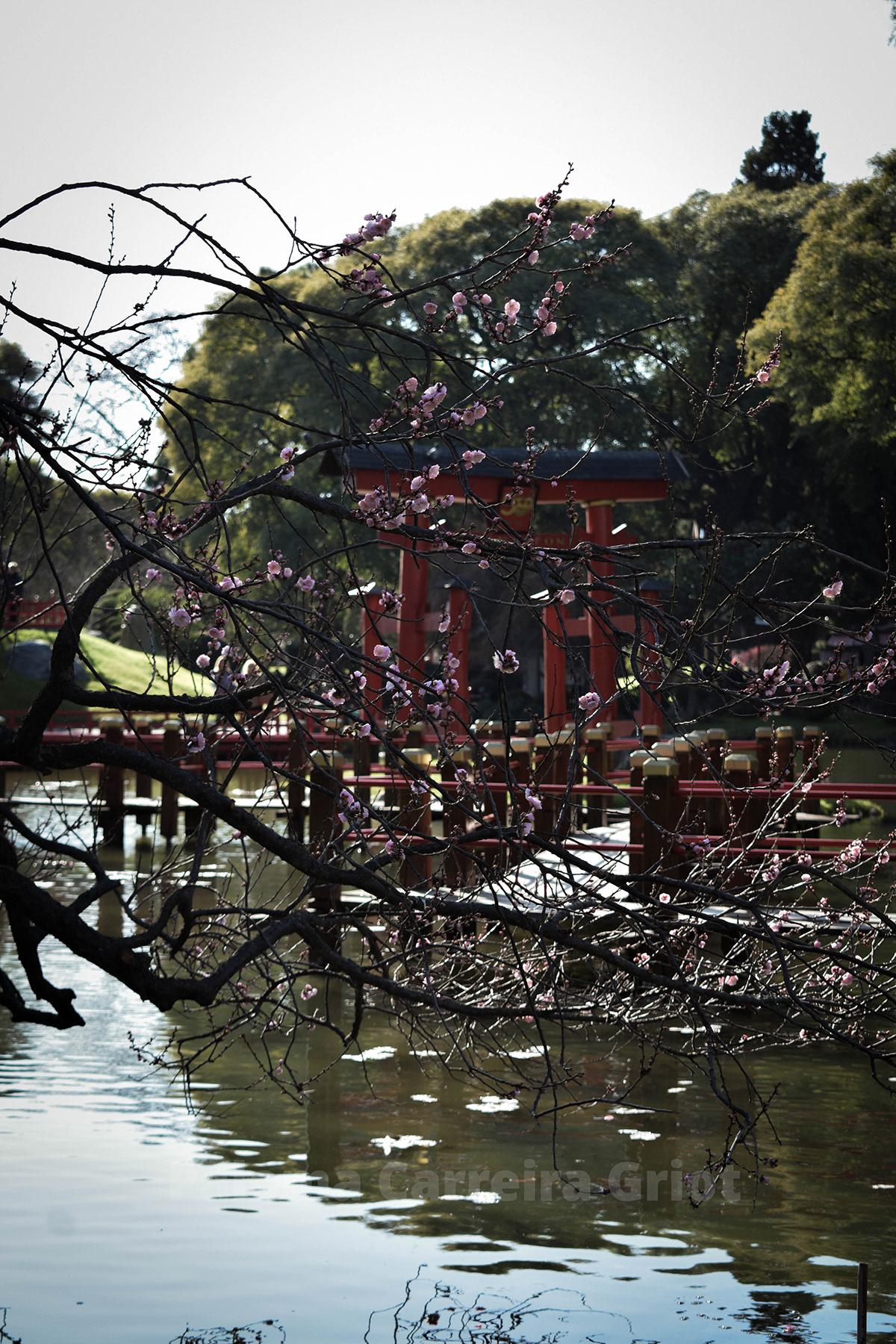 Fotografia jardin japones Photography 