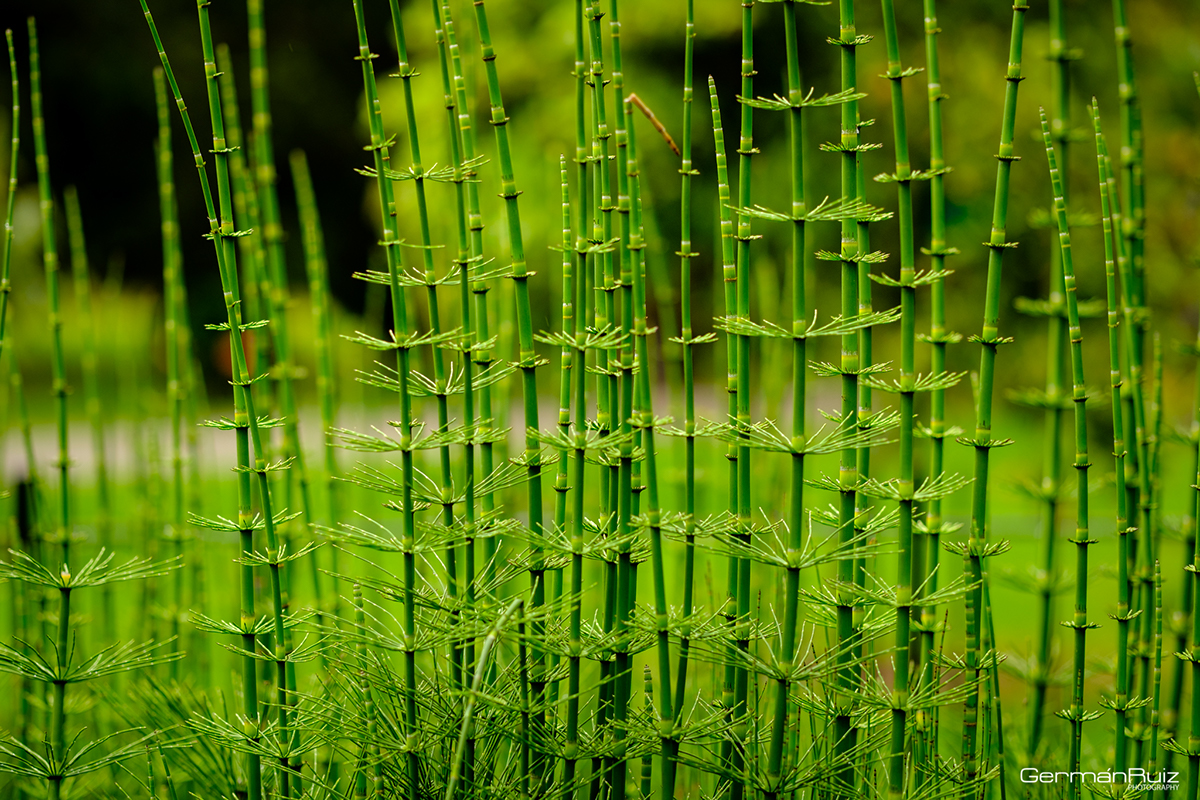 Nature bogota fujifil Fujinon Xpro2 Acros Velvia