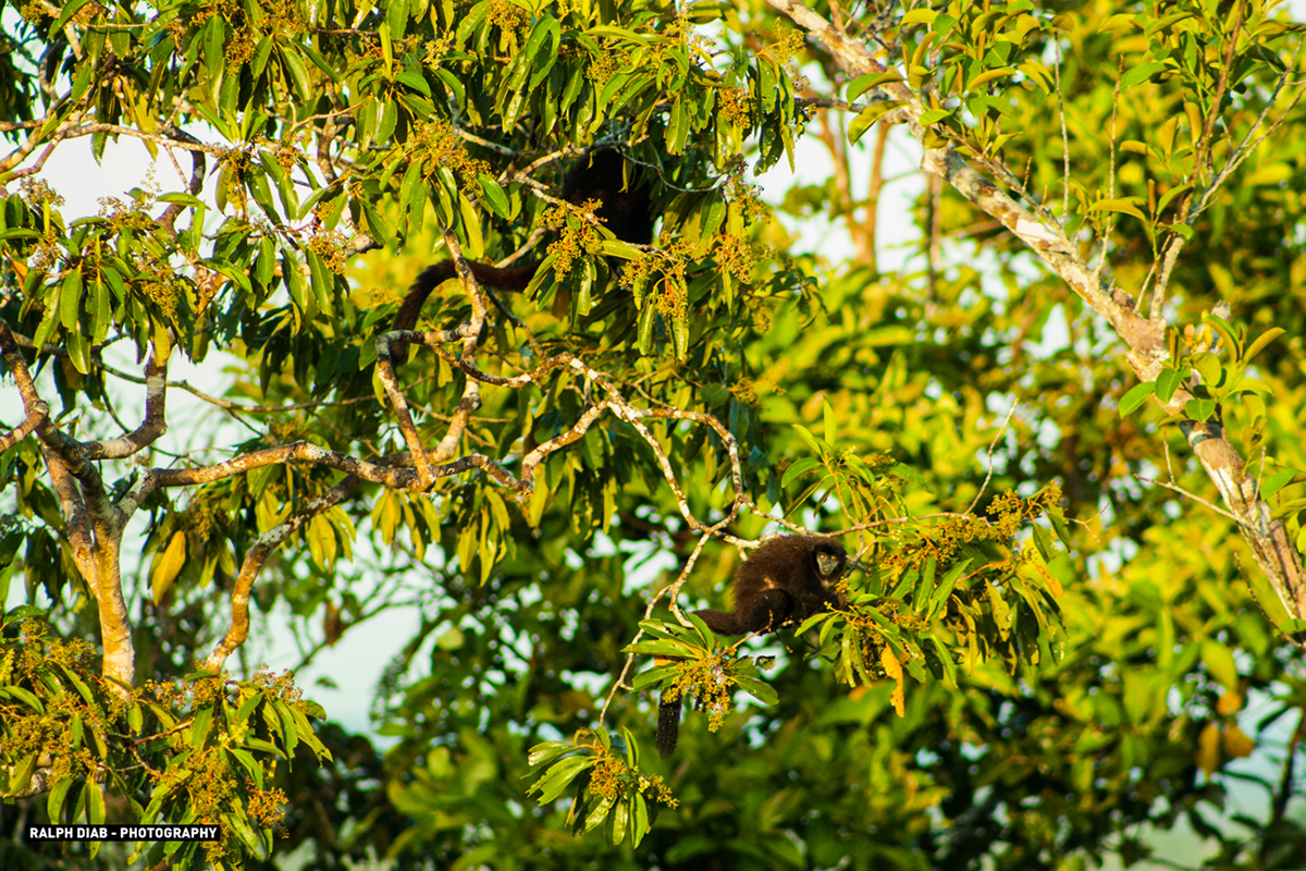 jungle national reserve Ecuador bird species animals monkeys eagle macaw parot trees lake river